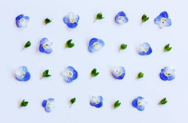 Yeşil yaprakları ve beyaz zemin üzerine mavi çiçek yaprakları ile desen. Düz yatıyordu, en iyi görünümü