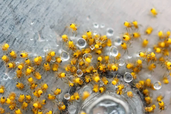 Lots Little Kids Spider Yellow Garden Spider Water Drops Spider — Stock Photo, Image