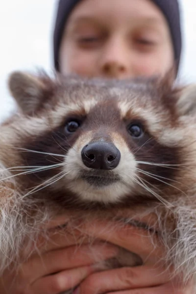 Adolescent Garçon Tient Dans Ses Mains Raton Laveur Foyer Sélectif — Photo