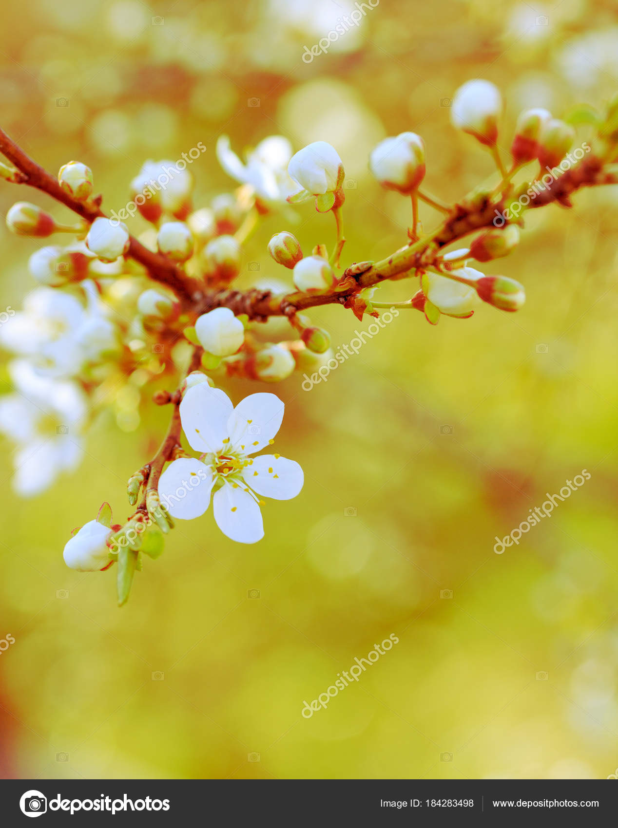 Floraison Branche Printemps Arbre Fruitier Avec Des Fleurs