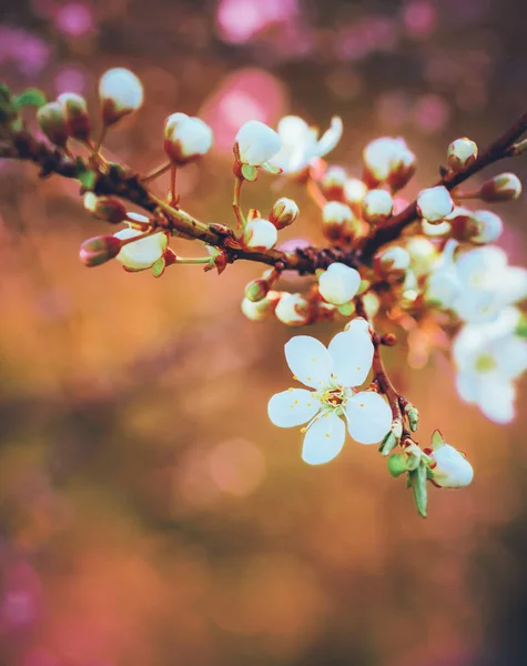 Kwitnących Wiosną Gałęzi Drzewa Owocowe Białych Kwiatów Płytkiej Głębi Ostrości — Zdjęcie stockowe