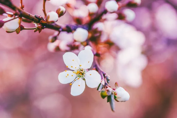 Kwitnących Wiosną Gałęzi Drzewa Owocowe Białych Kwiatów Płytkiej Głębi Ostrości — Zdjęcie stockowe