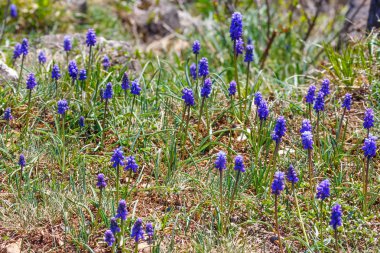 Glade çiçek Muscari bahar güneşli gün ile