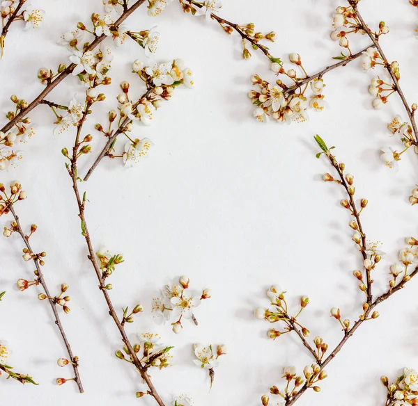 Cadre Rameaux Arbres Fruitiers Fleurs Sur Fond Blanc Avec Espace — Photo