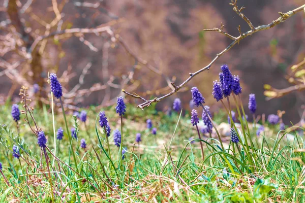 Radura Con Fiori Muscari Primavera Giorno Soleggiato — Foto Stock