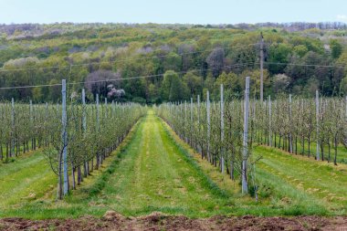 Elma bahçesi bahar genç fidan ile
