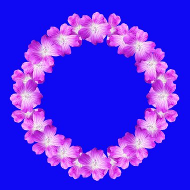 vahşi üzerinde mavi arka plan, metin, yazı, kutlama için için ifadeler için izole Sardunya çiçekleri gelen yuvarlak çerçeve çiçek kadar alay