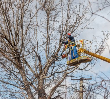 elektrikçiler temiz elektrik telleri Kırpma yüksekliği ağaç