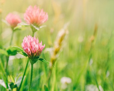 çayır çiçeklerle yonca bir yaz sabahı