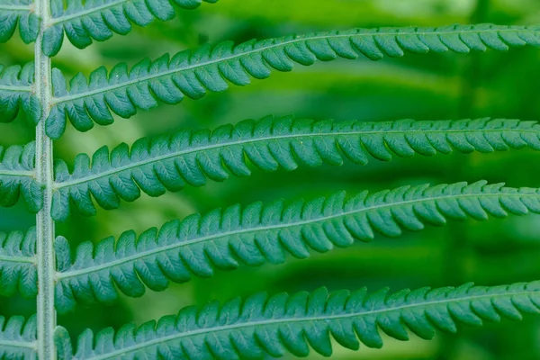 荚果蕨贯众 自然背景特写 — 图库照片