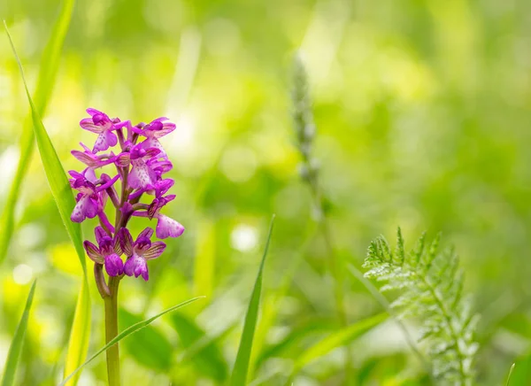 Wild Purple Flower Green Grass Summer Morning Stock Image