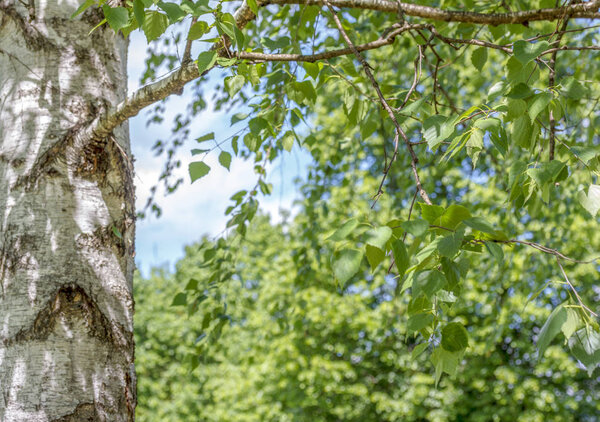 Nature background with green leaves on the branches of a birch in the outdoors in spring summer closeup on the background of birch trunk.