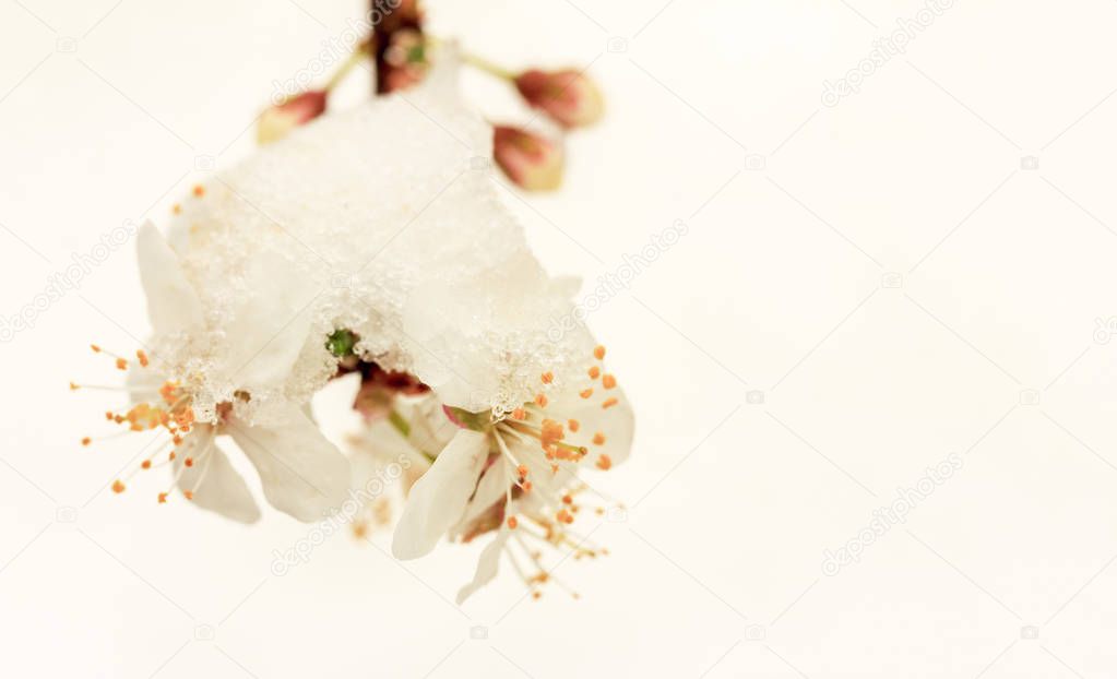 macro photo of a branch of a flowering fruit tree in the snow with a copy space. mock up for text, for phrases, for lettering