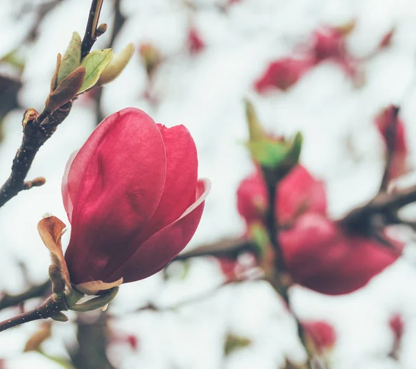 Kwiat Pink Tulip Drzewa Liriodendron Tulipifera Bliska — Zdjęcie stockowe