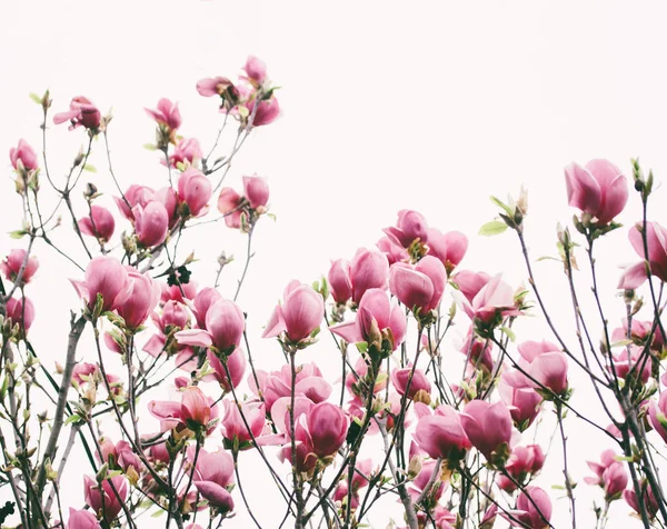 Tulipánfa Liriodendron Tulipifera Rózsaszín Virágok Közelről — Stock Fotó
