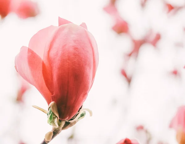 Tulipe Rose Liriodendron Tulipifera Gros Plan — Photo