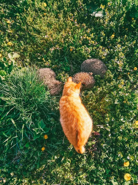 Rote Katze Und Igel Grünen Gras Nahaufnahme Von Oben — Stockfoto