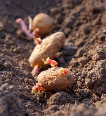 patates yumrular Dünya'nın bahar dikim