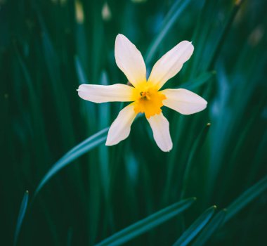 yeşil yaprakları closeup bir arka plan üzerinde çiçek nergis