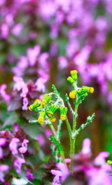 Glade ile Nisan ayında çiçekli yabani otlar