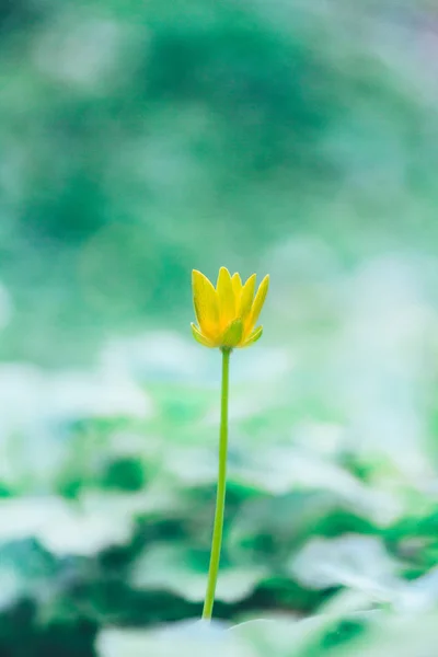 Fioritura Fiore Giallo Celandina Minore Pilewort Ficaria Verna Primavera — Foto Stock