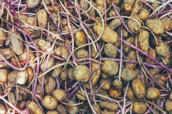 Patatas Siembra Con Brotes Largos Vista Cerca Desde Arriba — Foto de Stock
