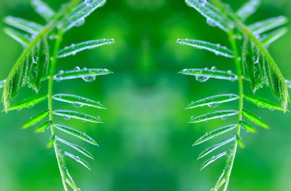 Abstraktní Obraz Listů Rostliny Myších Hrášky Kapičky Vody Dešti — Stock fotografie