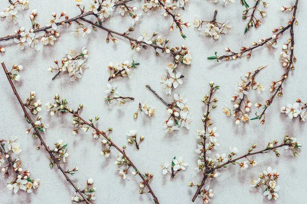 Branches Florissantes Arbres Fruitiers Sur Fond Gris — Photo