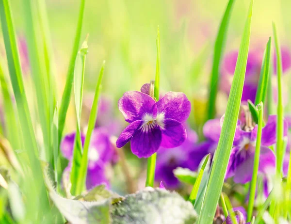 Wood Violets Grass Spring Morning Stock Image