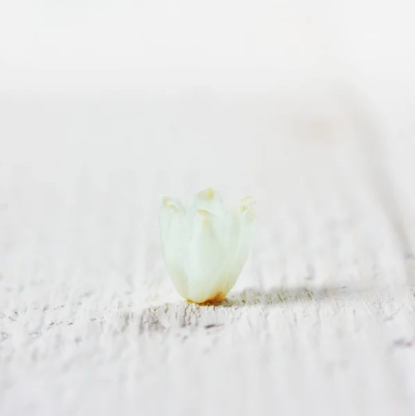 Μακροεντολή Φωτογραφία Ένα Μικρό Μπουμπούκι Κρίνος Της Κοιλάδας Ένα Λευκό — Φωτογραφία Αρχείου