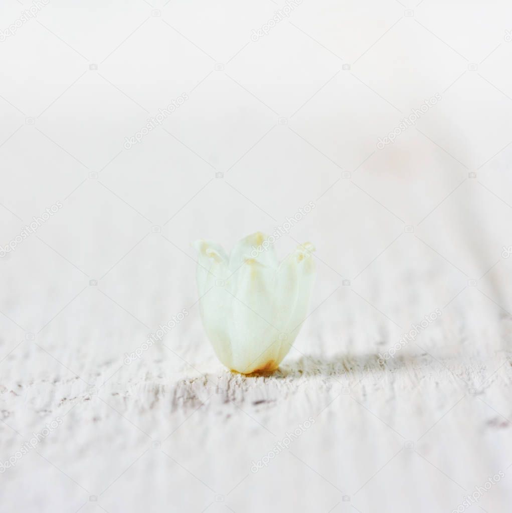 macro photo of a small flower bud Lily of the valley on a white wooden table with copy space