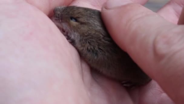Człowiek Głaszcze Palec Siedzi Jego Dłoń Słodkie Zwierzę Las Mysz — Wideo stockowe