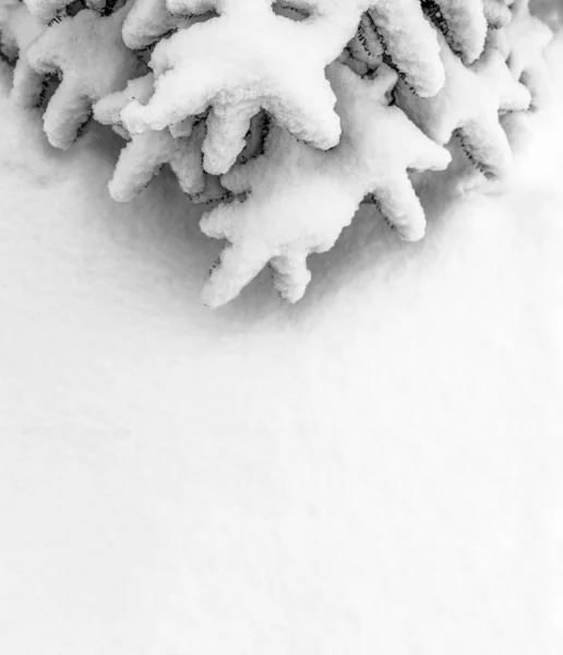 Jul Vinter Bakgrund Med Julgran Täckt Med Snö Bakgrund Snö — Stockfoto