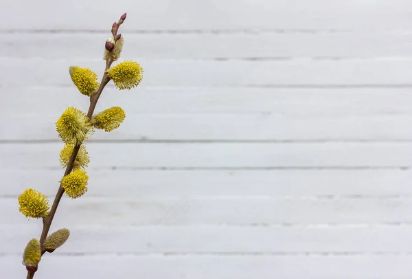Wiosenne Tło Wielkanocne Kwitnącą Żółtą Gałązką Wierzby Białym Drewnianym Tle — Zdjęcie stockowe