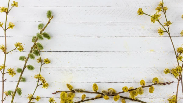 Spring Background Frame Flowering Willow Twigs Dogwood White Wooden Background — Stock Photo, Image