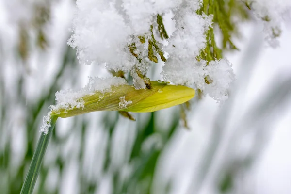 Κίτρινο Λουλούδι Narcissus Στο Χιόνι Άνοιξη Πρωί — Φωτογραφία Αρχείου