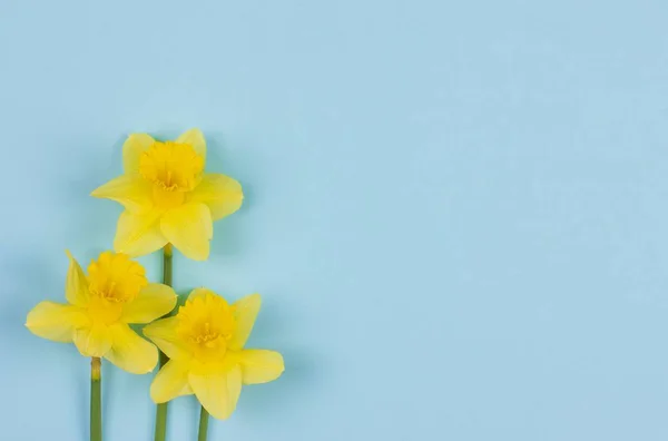 Fond Printanier Fleurs Narcisse Sur Fond Bleu Avec Espace Copie — Photo