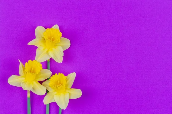 Fond Printanier Fleurs Narcisse Sur Fond Violet Avec Espace Copie — Photo