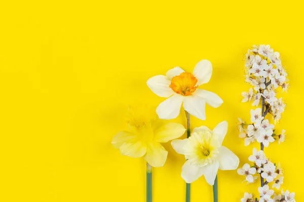 Fundo Mola Flores Narcissus Galhos Florescendo Árvore Fruta Fundo Amarelo — Fotografia de Stock