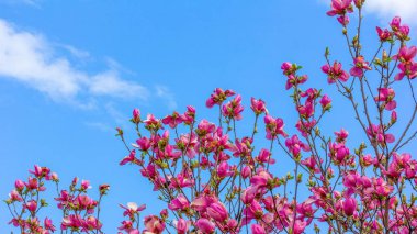 Mavi gökyüzünün arka planında çiçek açan pembe manolya ağacı.