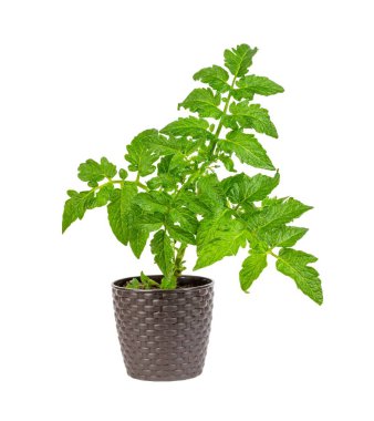 Kahverengi bir tencerede yeşil domates tohumu. Beyaz arka planda izole edilmiş.