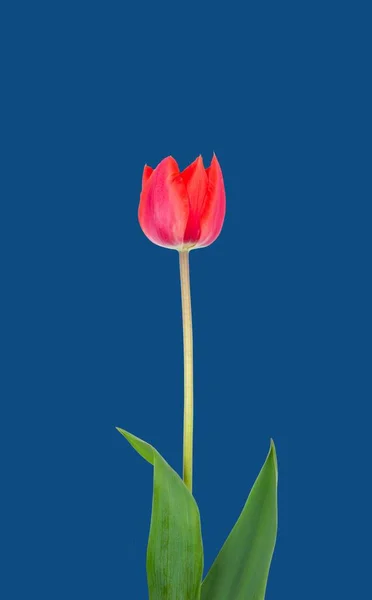 Jeden Czerwony Kwiat Tulipana Odizolowany Klasycznym Niebieskim Tle Koloru — Zdjęcie stockowe
