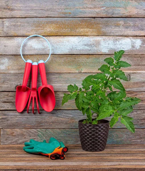 Conjunto Herramientas Jardín Plástico Rojo Guantes Protectores Verdes Plántulas Tomate — Foto de Stock