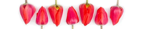 Boutons Fleurs Tulipes Rouges Sur Fond Blanc Bannière Site Web — Photo