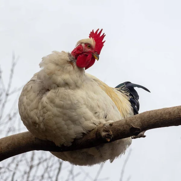 Velký Bílý Péro Sedí Větvi Stromu — Stock fotografie