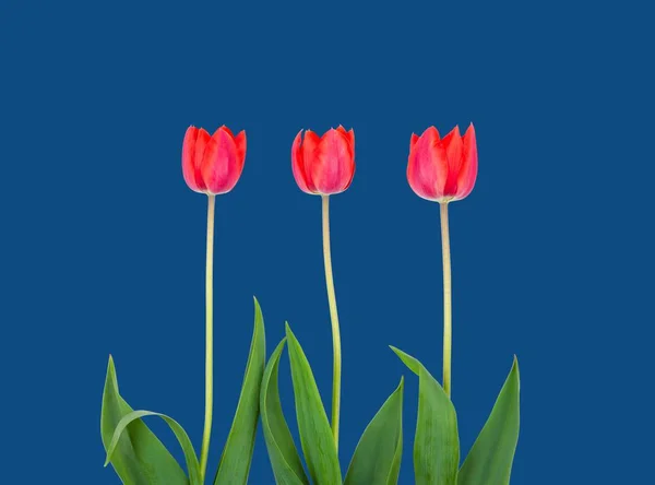 Three Red Tulip Flowers Isolated Classic Blue Color Background — Stock Photo, Image