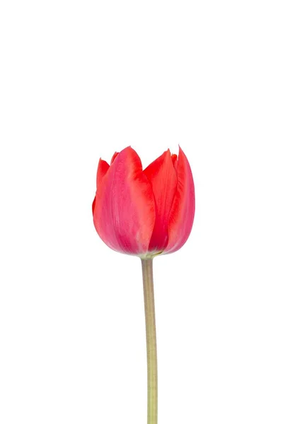 Czerwony Tulipan Kwiat Pąk Izolowany Białym Tle — Zdjęcie stockowe
