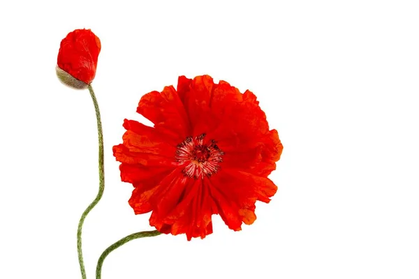 Два Красных Цветка Мака Выделенных Белом Фоне Крупным Планом — стоковое фото