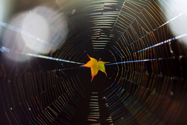 Interference Refraction Sunlight Spider Web Orange Maple Leaf Middle — Stock Photo, Image