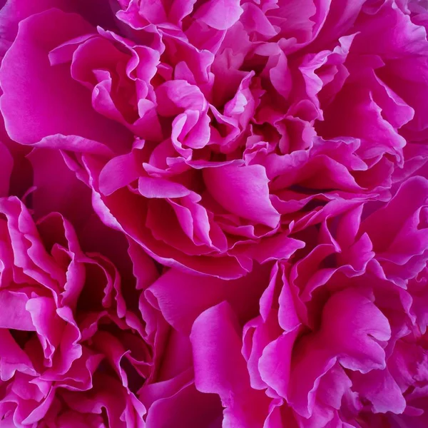 Tło Tekstury Płatków Kwiatów Piwonii — Zdjęcie stockowe